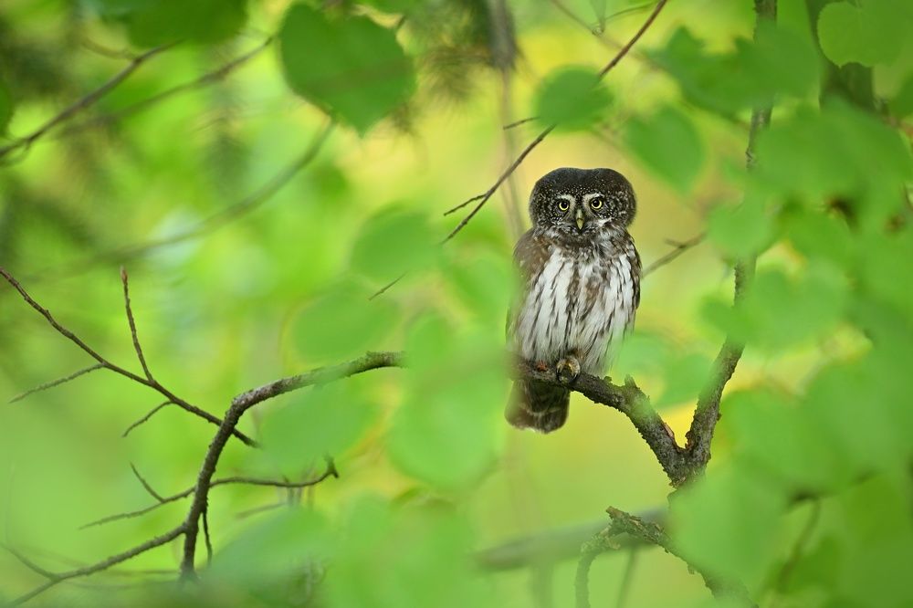 Photograph by Lubomir Novak