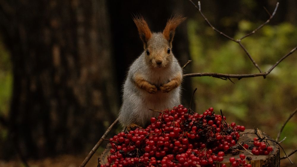 Photograph by Едынак Евгений