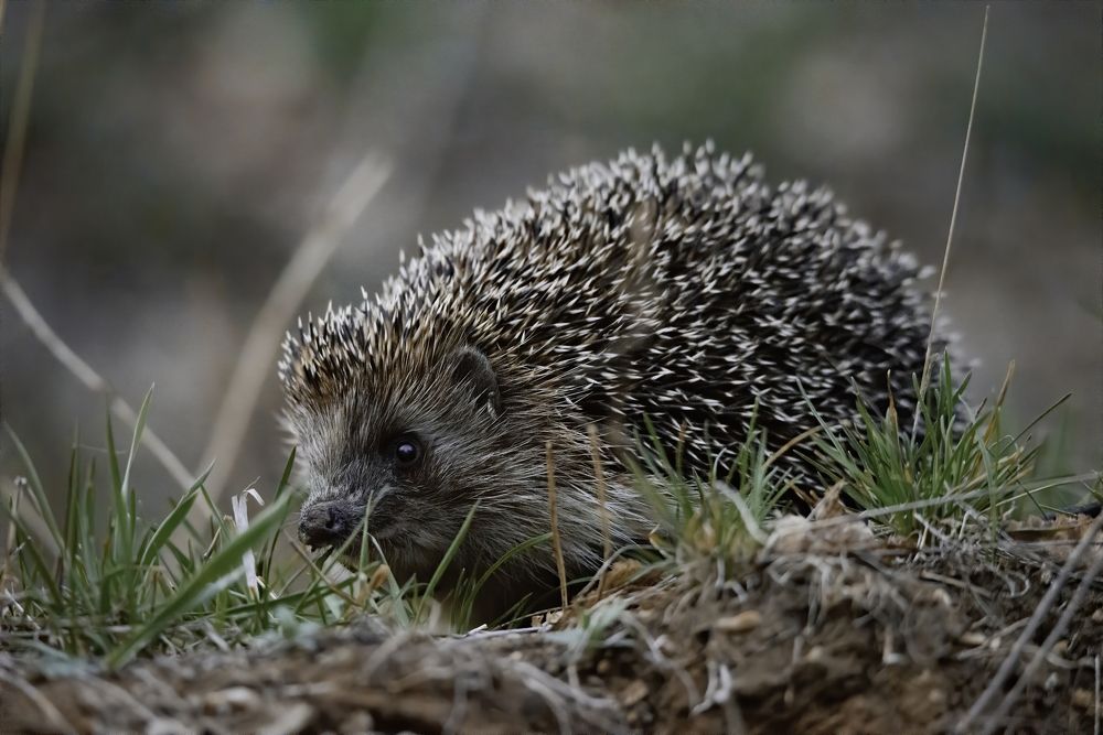 Photograph by Максим Маркин