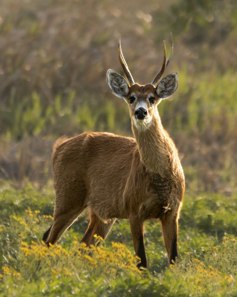 Photograph by Pablo Corengia