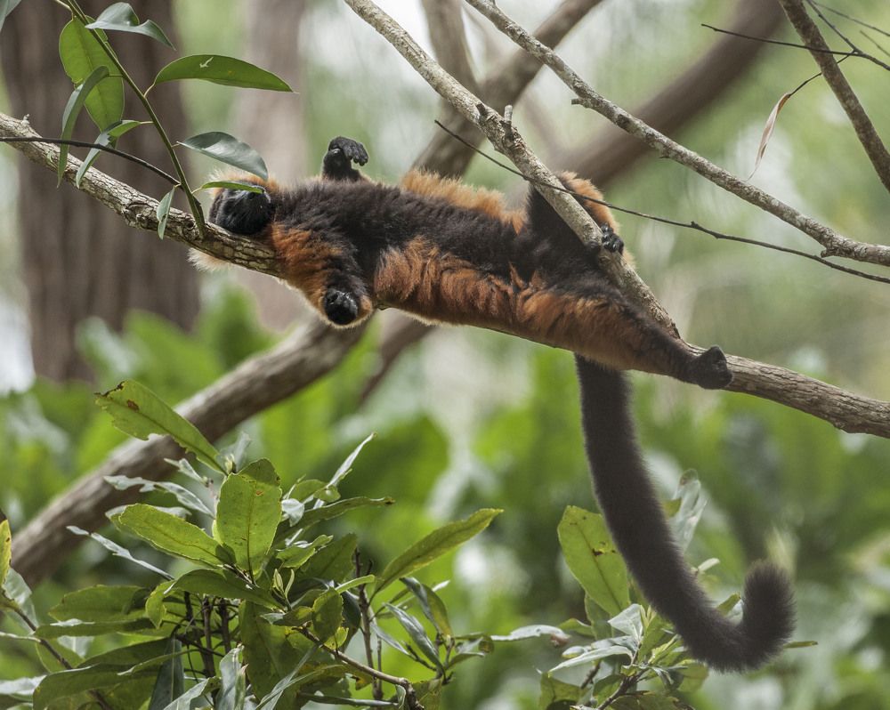 Фотография автора Oskars Smelins