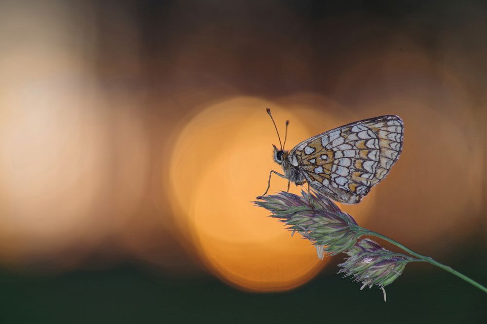 Evening butterfly