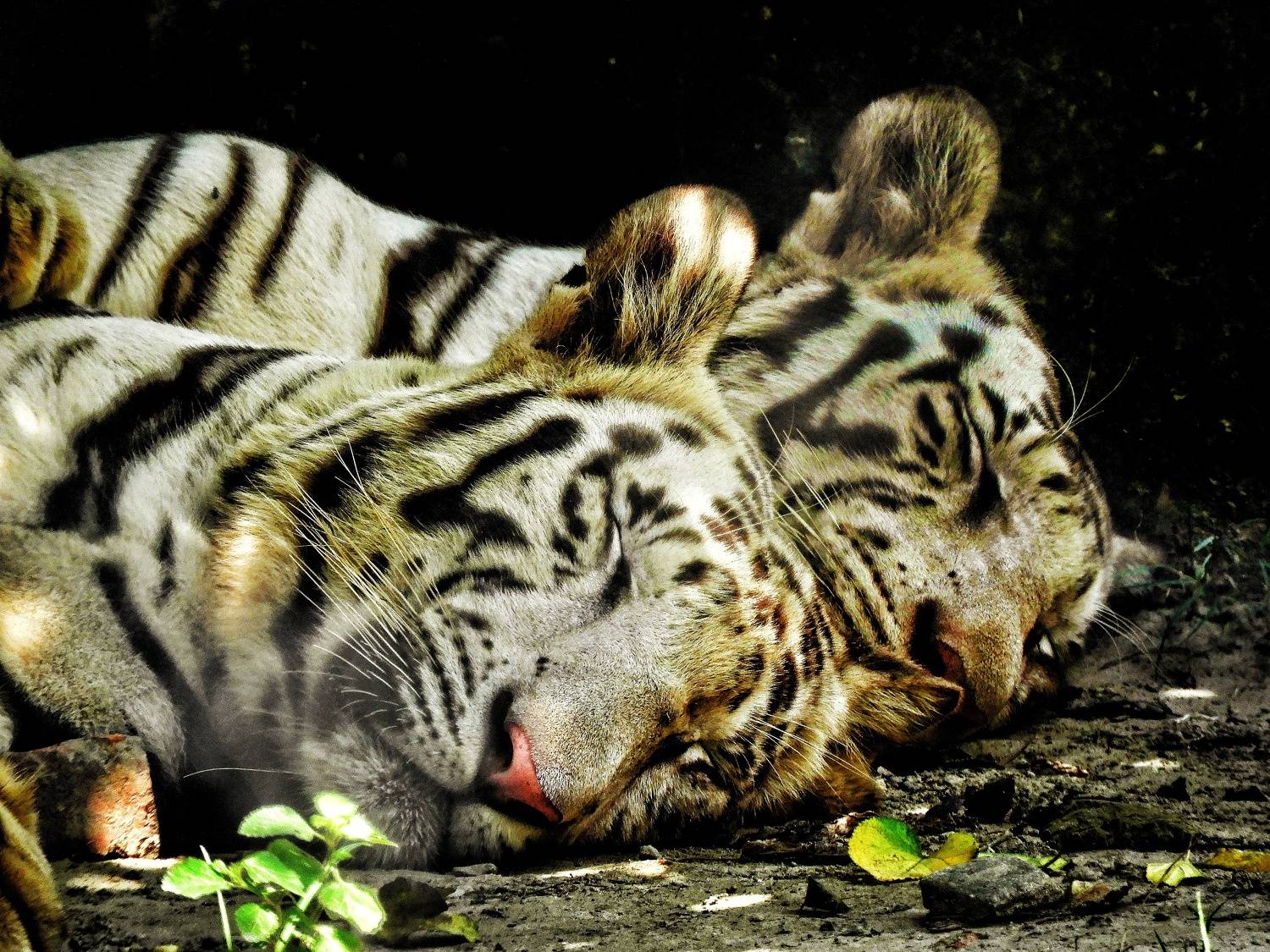 Photo #9867966