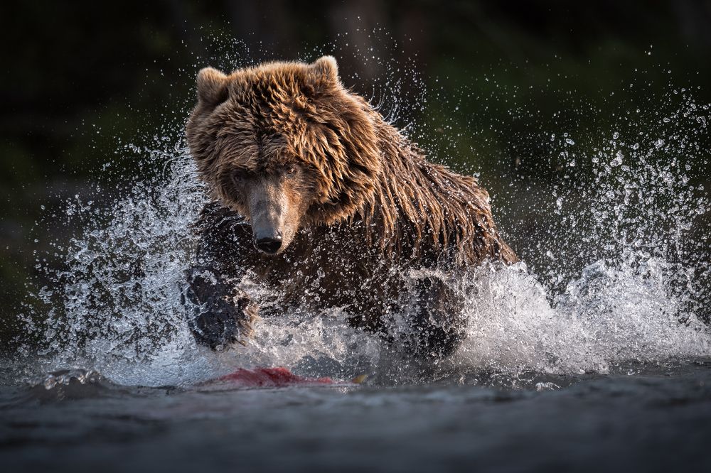 Photograph by Александр Кукринов