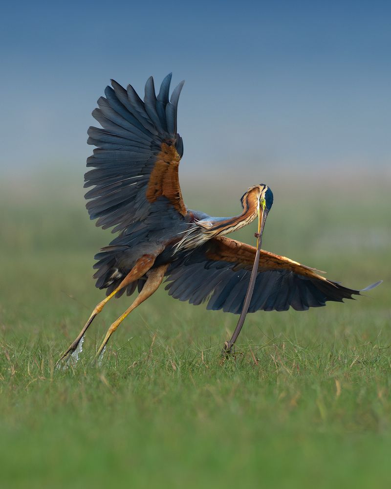 Фотография автора Mainak Halder