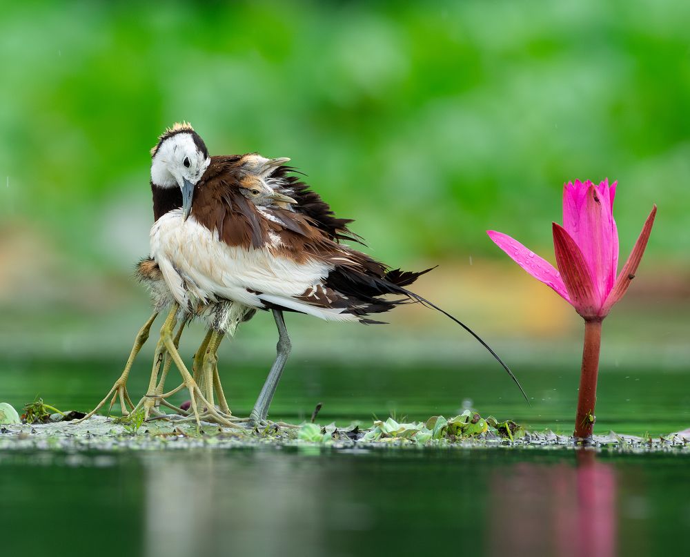 The most responsible father.