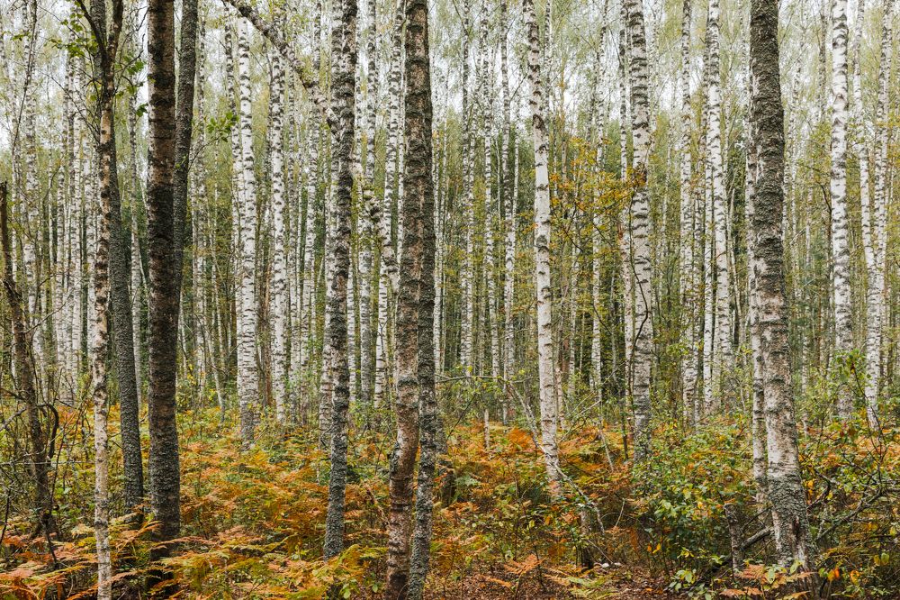 Photograph by Александр Степанов