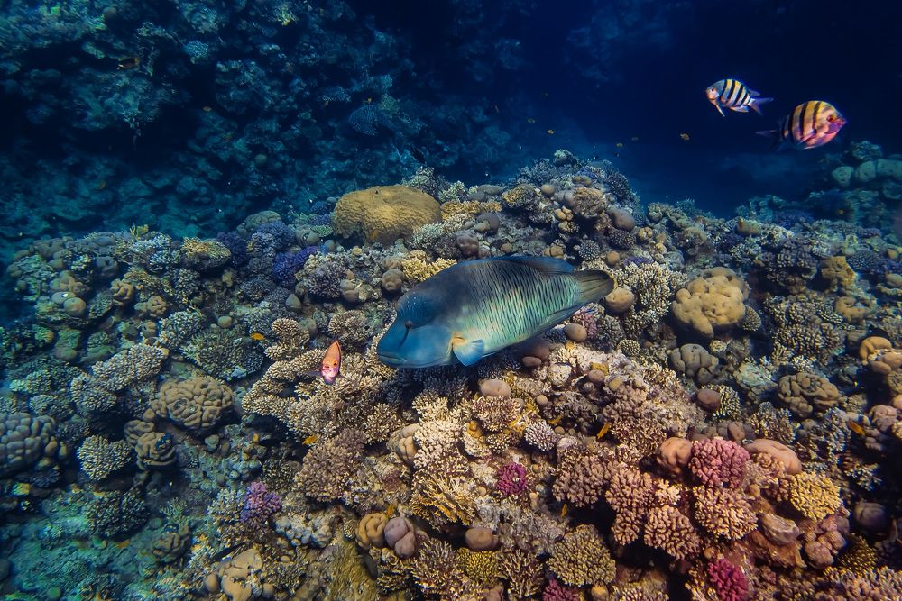 Photograph by Межин Сергей