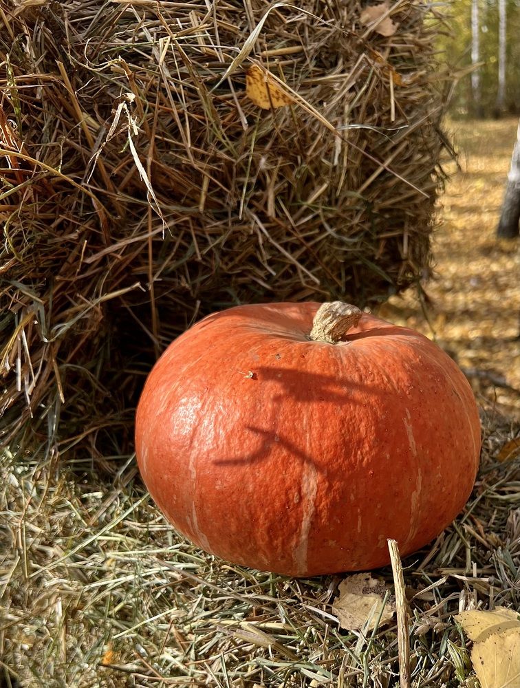 Photograph by Елена Мизина