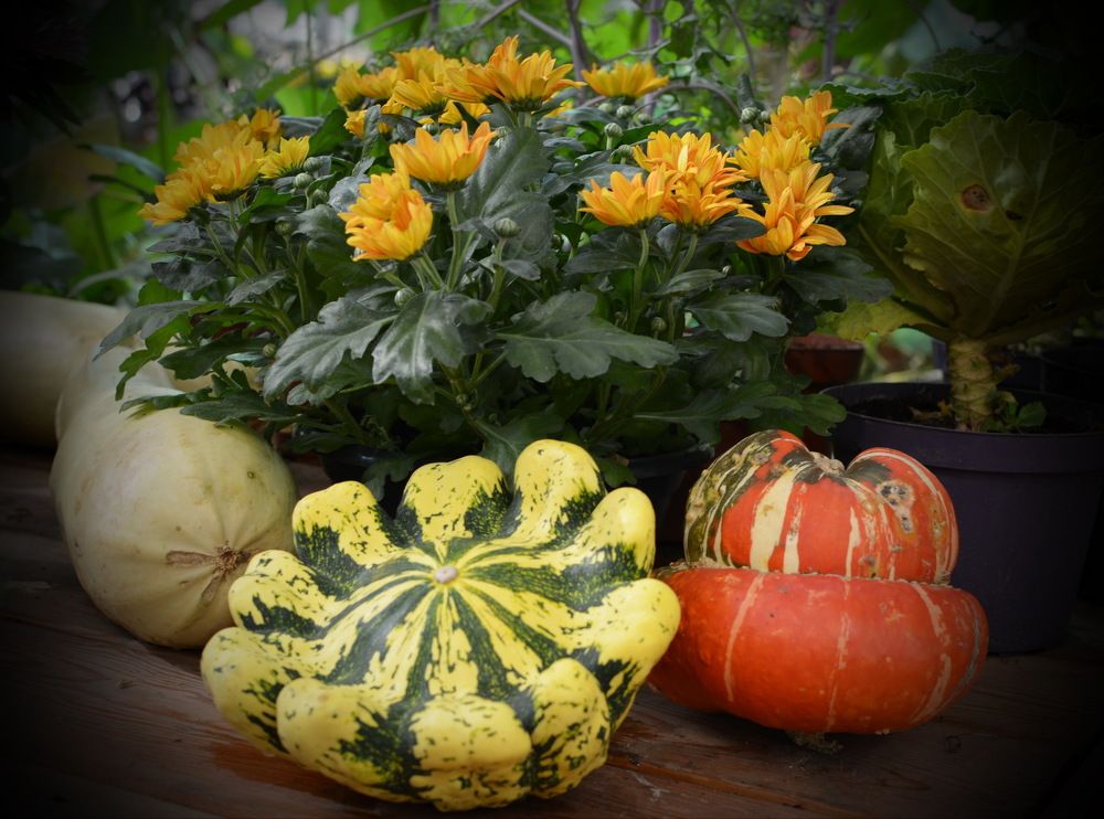Тыквы.
