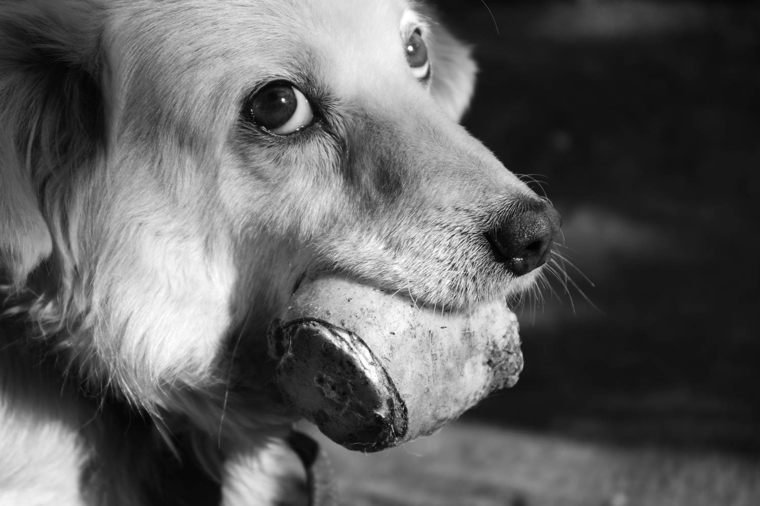 Photo #9868818