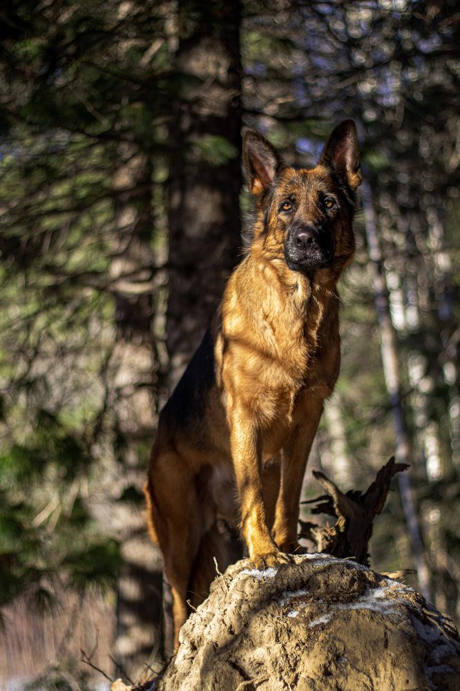 Прогулка в лесу