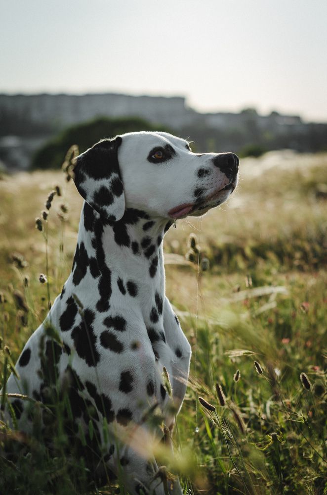 Photograph by Алина Петрушенко