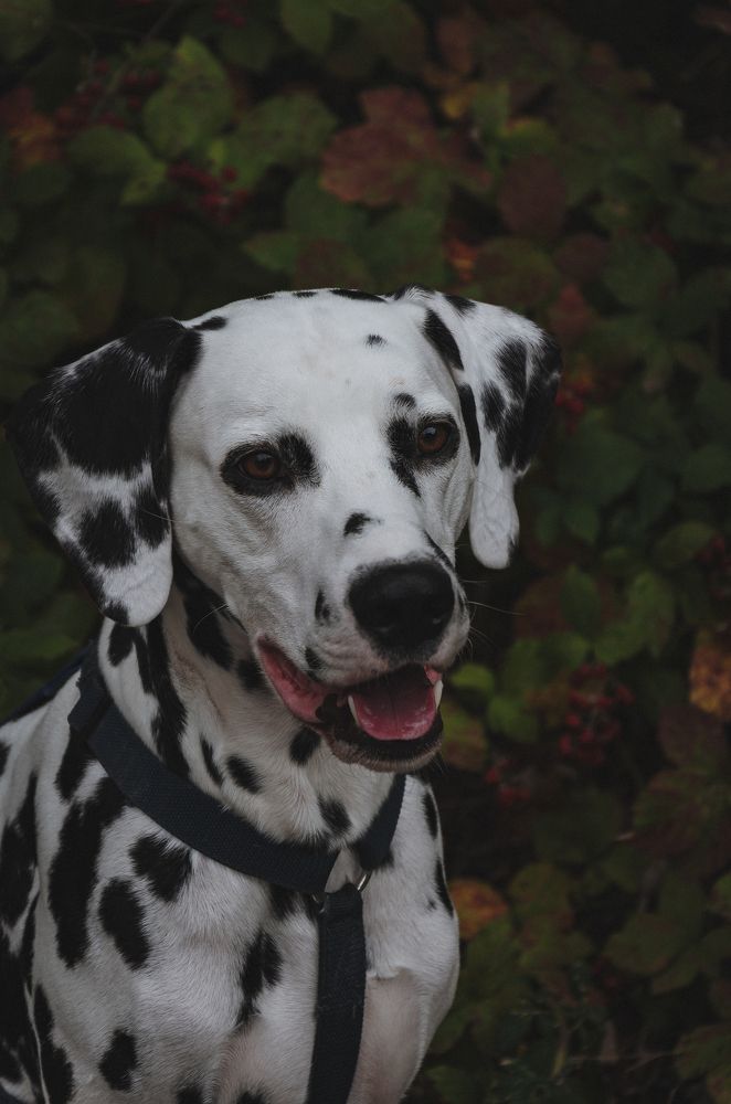 Photograph by Алина Петрушенко