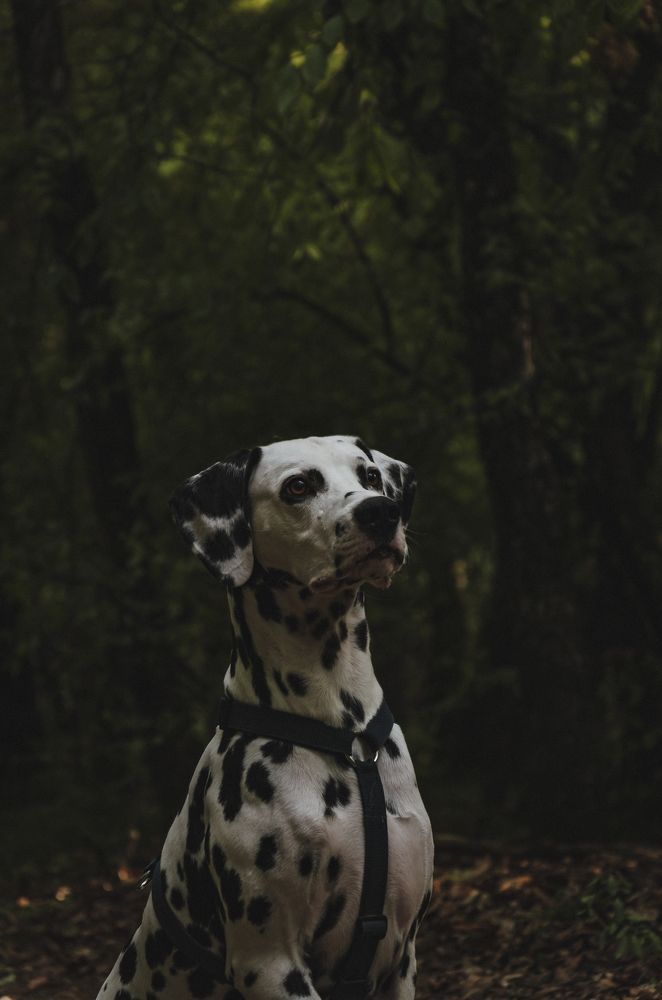 Photograph by Алина Петрушенко