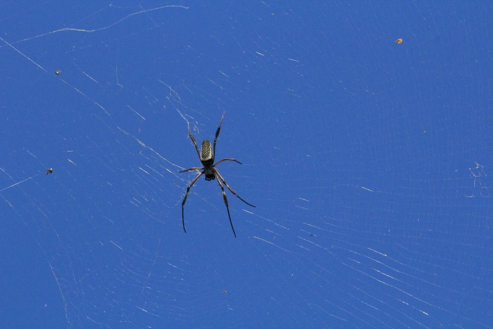 Photograph by Sthéfany Cechinel