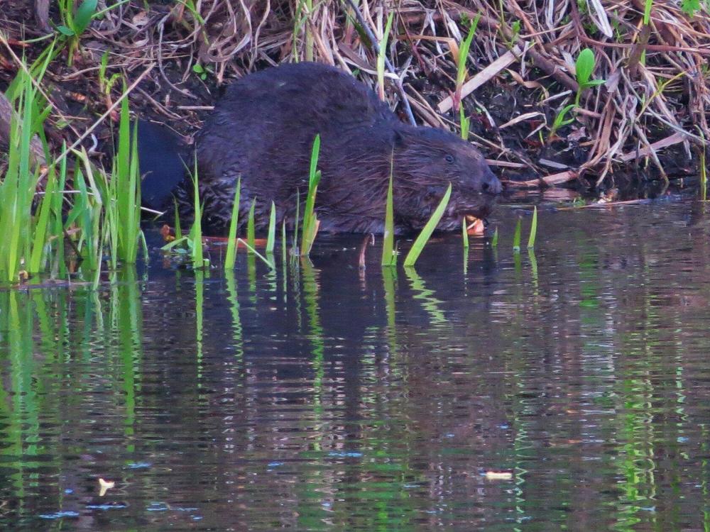 Photograph by Лариса Басова