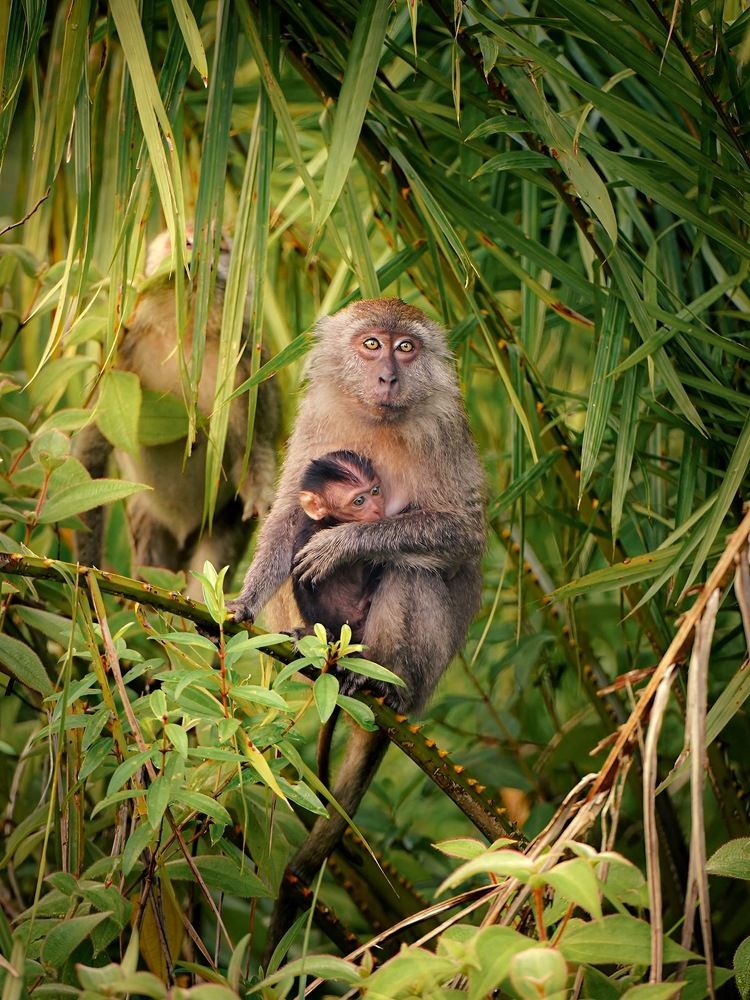 Nurturing Embrace: The Tender Bond Between Monkey Mothers and Their Babies