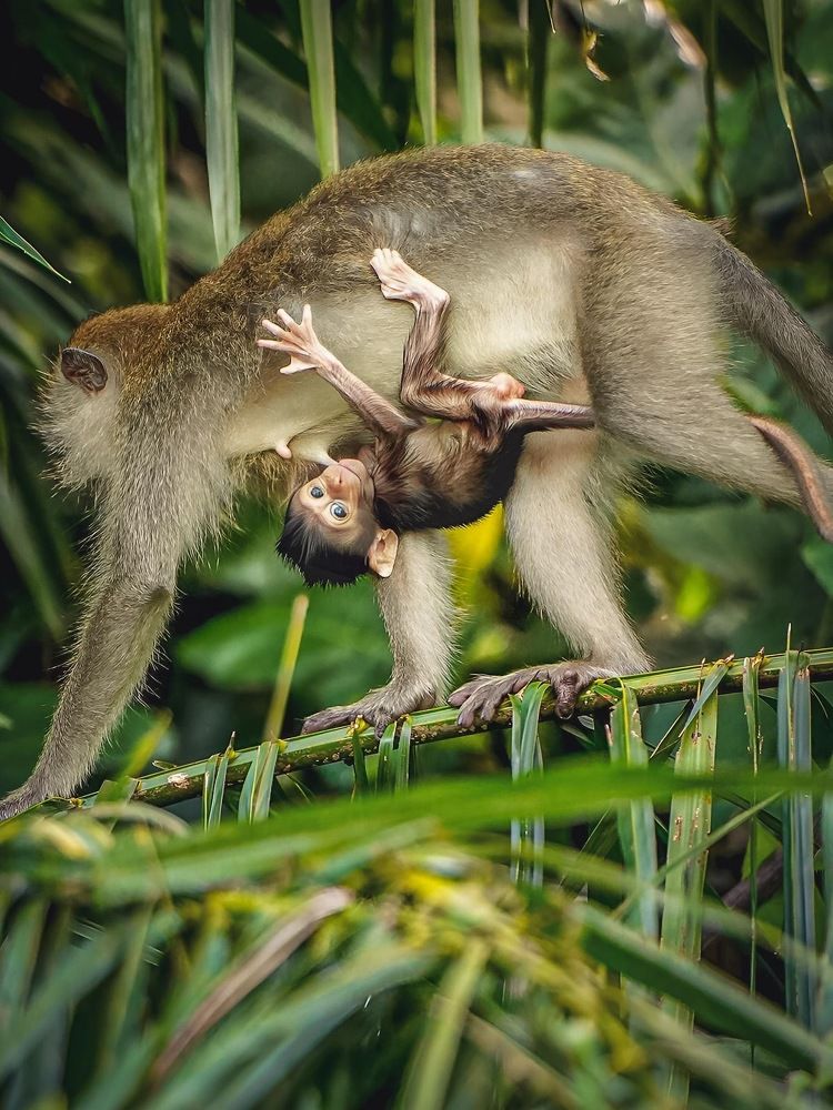 Maternal Devotion: The Enduring Care and Guidance of Monkey Mothers