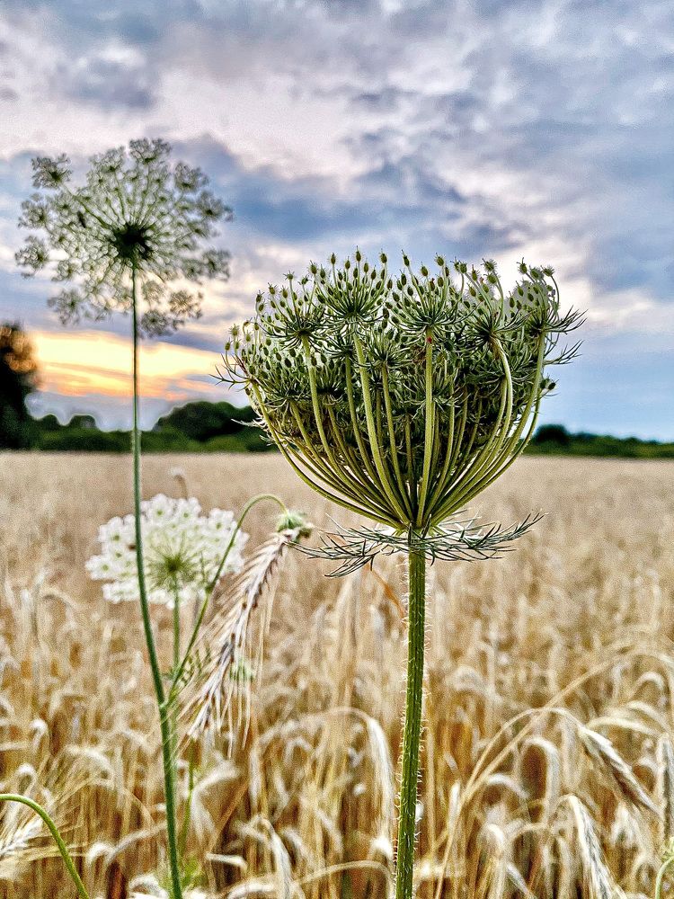 Фотография автора Светлана Герасимук