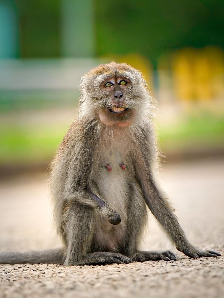 Happiness Unleashed: Exploring the Endearing Expressions of Joy in Monkeys