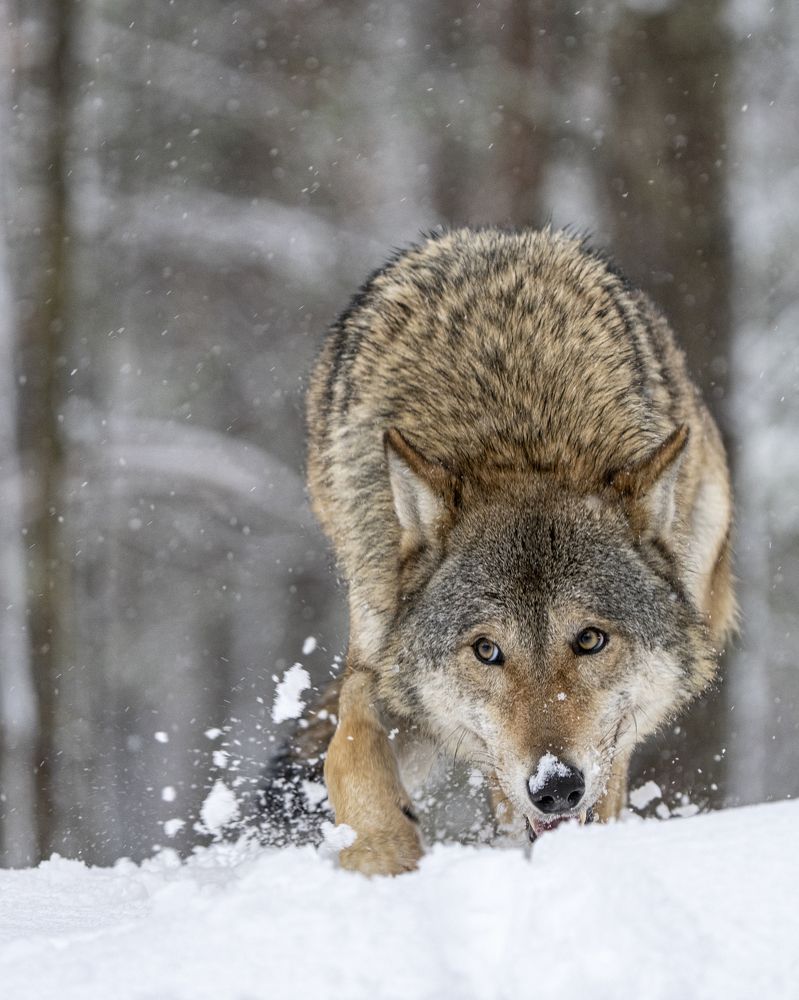 Photograph by Владимир Остапенко