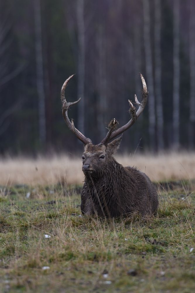 Фотография автора Сергей Чесноков
