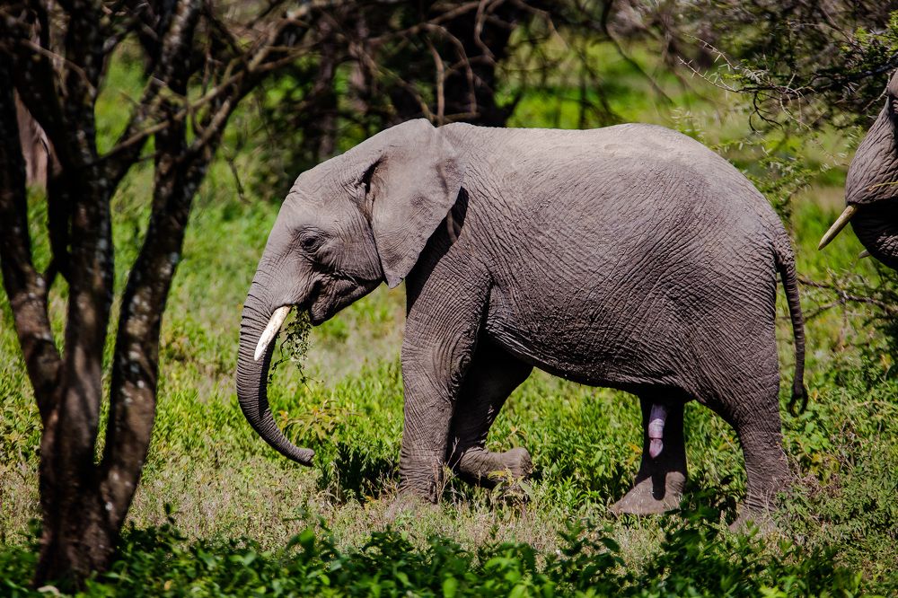 Elephant - Serengeti National Park