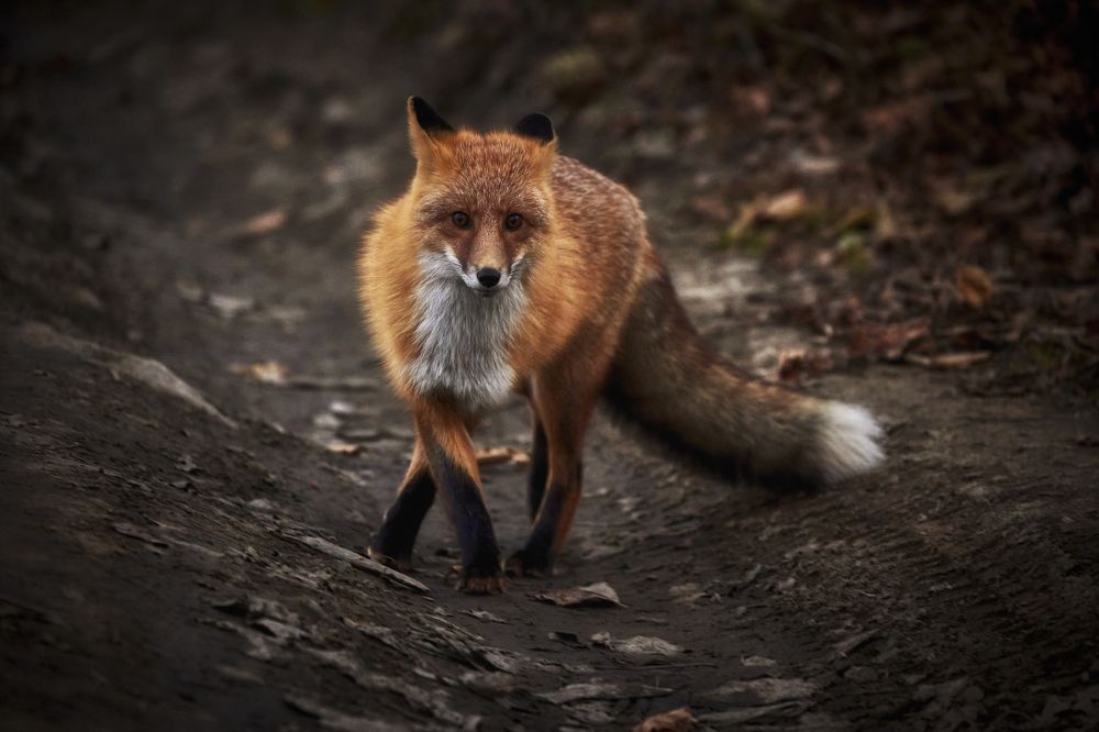 Фотография автора Ivan A. Godovikov