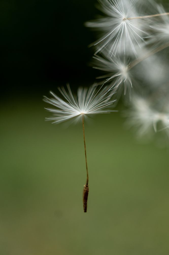 Photograph by Irene Pravdiuk