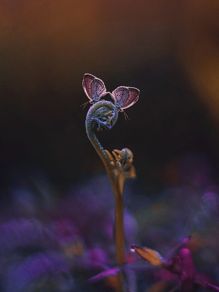 Photograph by Zaki Purnomo