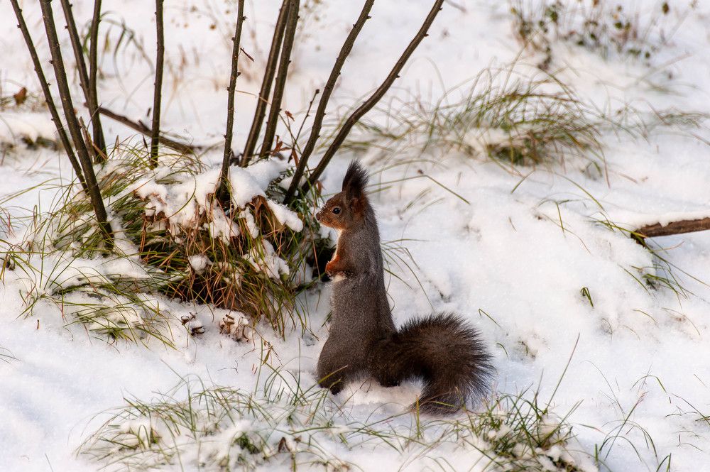 Непоняла, где орех. Сюда же прятала.
