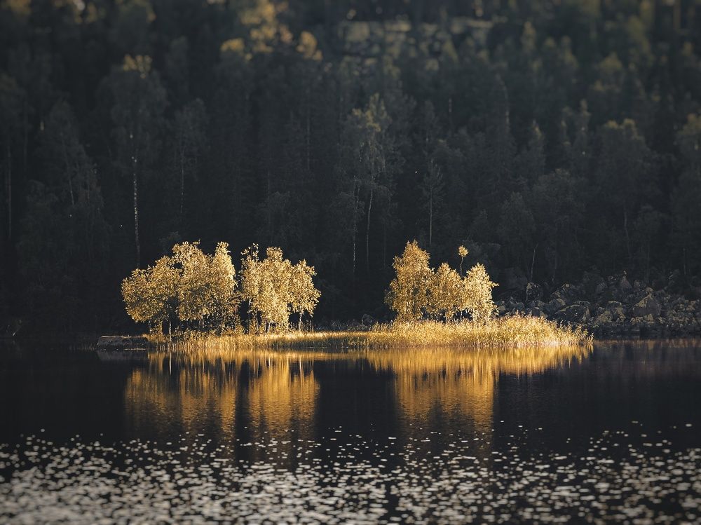 Золотой остров