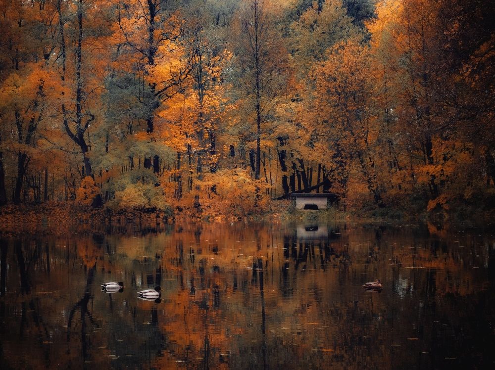 Лесная гладь осеннего пруда