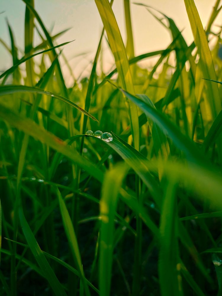Dew drops in leaves