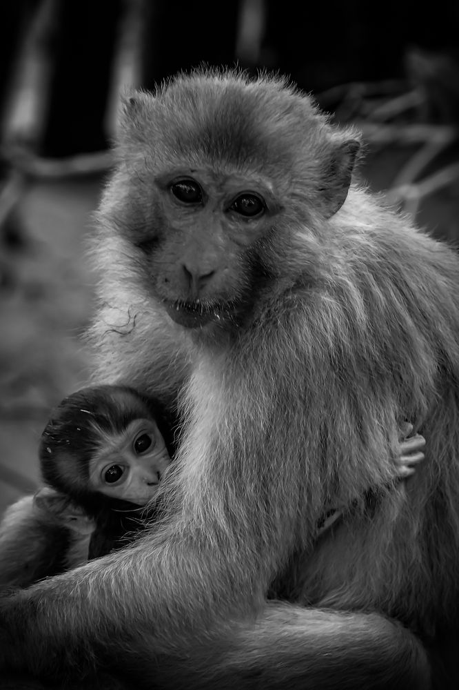 Photograph by Irene Chattopadhyay