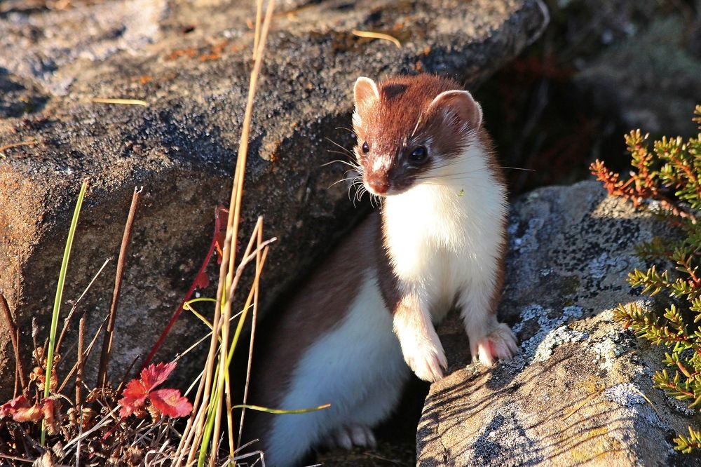 Photograph by Александр Велигура