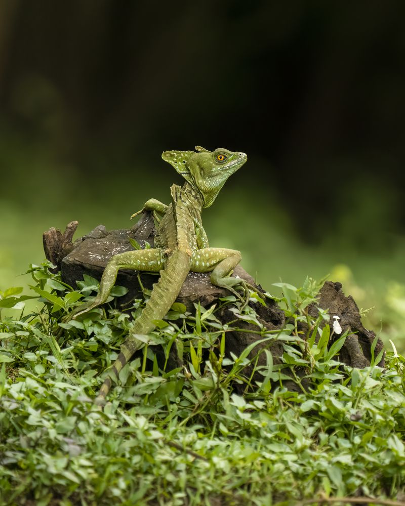 Фотография автора Saurabh Dhanorkar