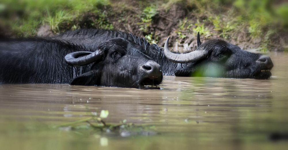 Photograph by Александр Вольхин