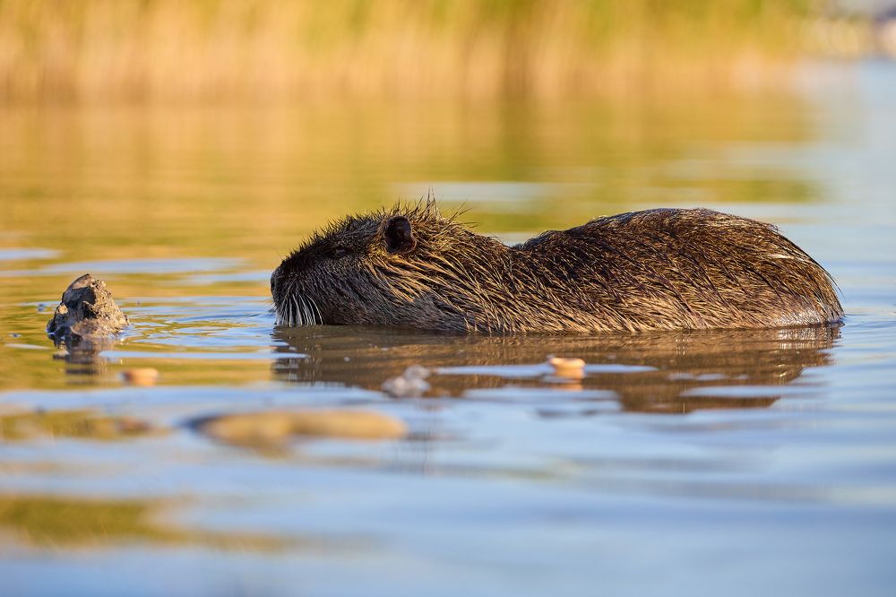 Photograph by Роман Гудзь