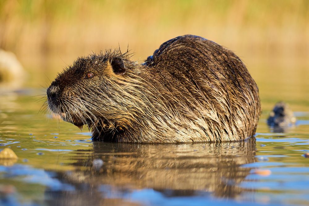 Photograph by Роман Гудзь