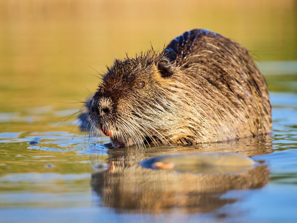 Photograph by Роман Гудзь