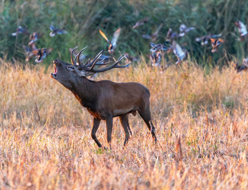 Photograph by George Alexandru Ghiuro