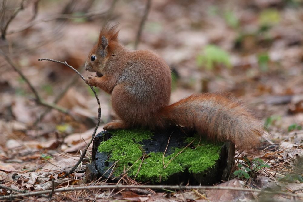 Photograph by Ivankina Elena