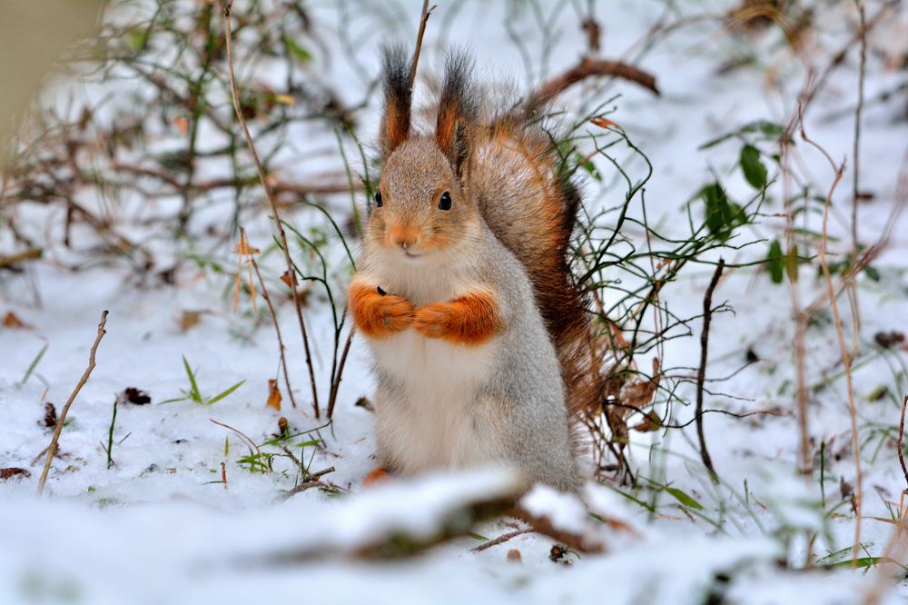 Photograph by Александр Зуев