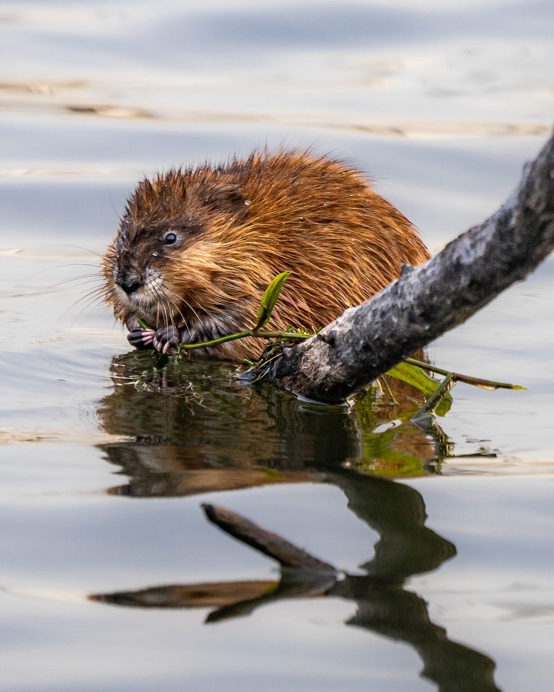 Photograph by Екатерина Дубровская