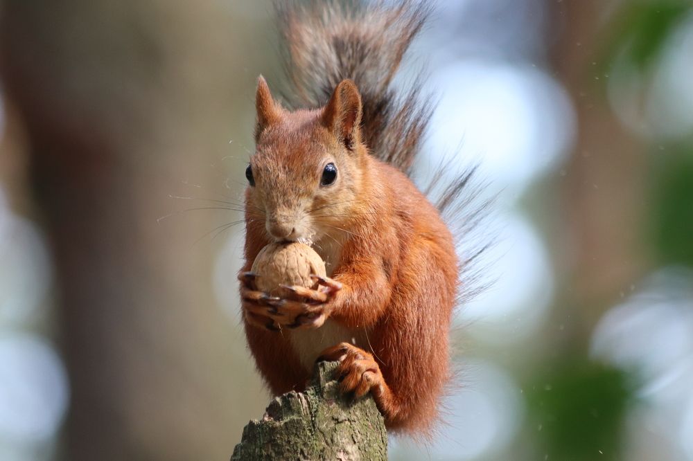 Photograph by Ivankina Elena