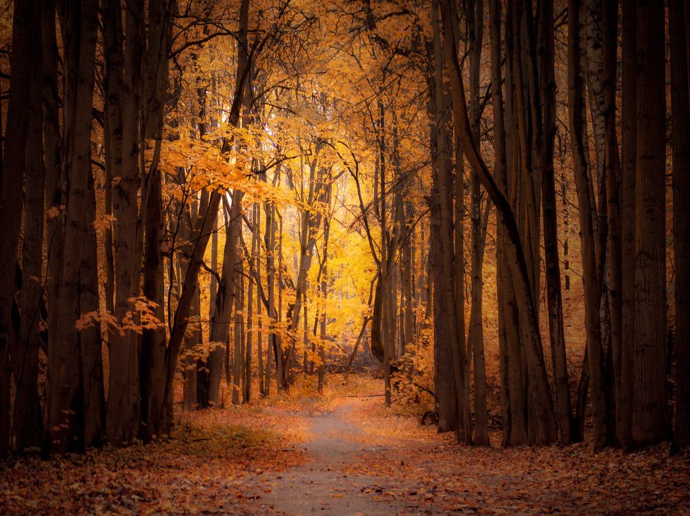 Photograph by Настя Хомастя