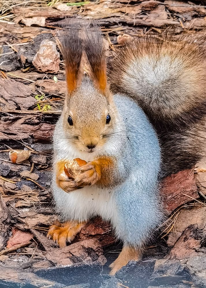 Красотка с орешком..