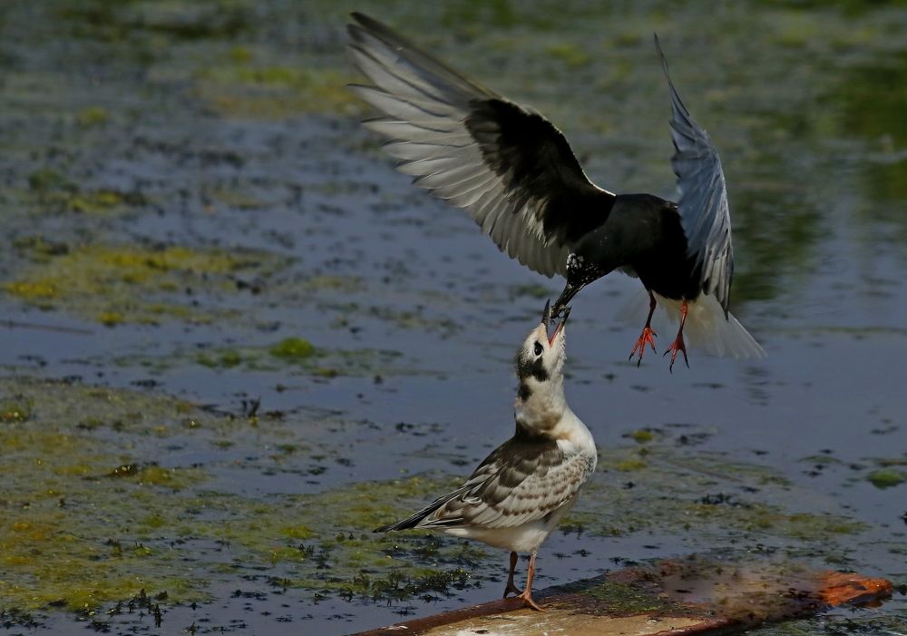 Photograph by Александр Велигура